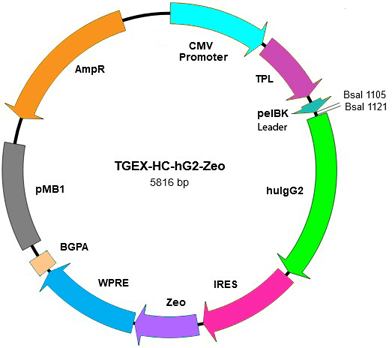 TGEX-HC-hG2-Zeo map